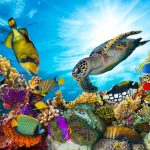 Was sind denn Korallen nun eigentlich genau? Bildquelle: shutterstock.com