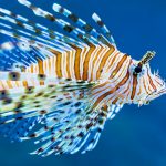 Der Löwenfisch sieht wunderschön aus, ist aber gefährlich für nahezu alle anderen Fische. Bildquelle: shutterstock.com