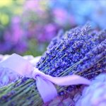 Der Duft von Lavendel wirkt in der Regel beruhigend. Bildquelle: Pixabay.de
