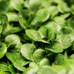 Als leckere Beilage – Feldsalat!. Bildquelle: Pixabay.de