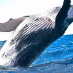 Während eines Besuches in San Diego besteht eine relativ hohe Wahrscheinlichkeit auch Wale zu sichten. Bildquelle: Pixabay.de