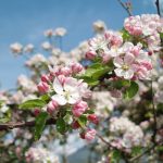 Südtirol zur Zeit der Apfelblüte zu erleben ist ein wahrer Augenschmaus. Bildquelle: Pixabay.de