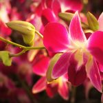 Ihre Gartenreise sollte Sie unbedingt in die größte Orchideensammlung führen. Bildquelle: Pixabay.de
