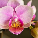 Orchideen unterstützen ein gutes Mikroklima im Schlafzimmer und wirken sich somit positiv auf die Schlafqualität aus. Bildquelle: Pixabay.de