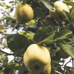 Optisch liegt die Quitte zwischen Apfel und Birne und wird in Deutschland nur selten als Obst angebaut. Bildquelle: Pixabay.de