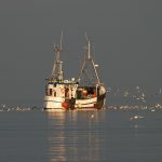 Ein zum Glück immer noch typisches Bild an der Ostsee – Fischkutter die den Fang einfahren. Bildquelle: Pixabay.de