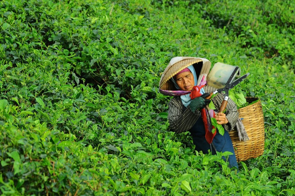 Die Blätter des Tees werden noch immer in mühevoller Handarbeit gezupft. Bildquelle: © Danurwendho Adyakusuma / Unsplash.com