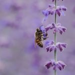 Insekten lassen sich auf natürlich Art und Weise durch eine bestimmte Blumenauswahl schon deutlich reduzieren. Bildquelle: © Aaron Burden / Unsplash.com
