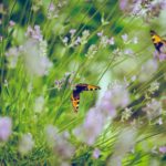 Der nächste Sommer kommt bestimmt und damit auch die Frage, wie wir unsere Blumen und Insekten gut und ausreichend mit Wasser versorgen können. Bildquelle: © Emiel Molenaar / Unsplash.com