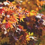 Die Trendfarben in diesem Herbst sind der Jahreszeit absolut angepasst. Bildquelle: © Dayne Topkin / Unsplash.com