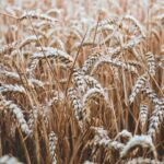 Vor allem Getreide beinhaltet Gluten. Inzwischen gibt es aber eine Vielzahl an Produkten die glutenfrei sind. Bildquelle: © Niklas Hamann / Unsplash.com