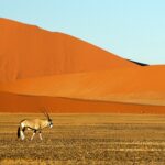 In Namibia finden Sie neben deutsche Kultur auch die einzigartigen roten Sanddünen. Bildquelle: © Joe Mcdaniel / Unsplash.com