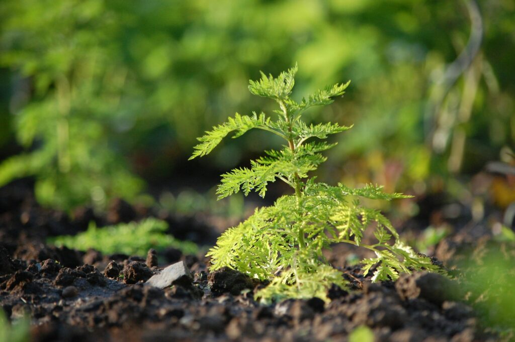 Artemisia Annua ist besonders reich an wertvollen Inhaltsstoffen wie ätherischen Ölen, Flavonoiden und Sesquiterpenlactonen. Bildquelle: © Mathias Katz / Unsplash.com