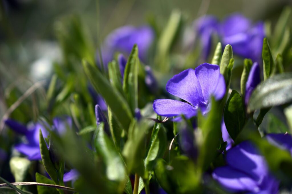 Der immergrüne Vinca ist ein sehr beliebter Bodendecker, da er darüber hinaus auch im Frühjahr schöne Blüten hat. Bildquelle. © Peggy Choucain / Pixabay.com